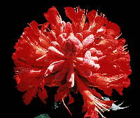 Caesalpinioideae Flower